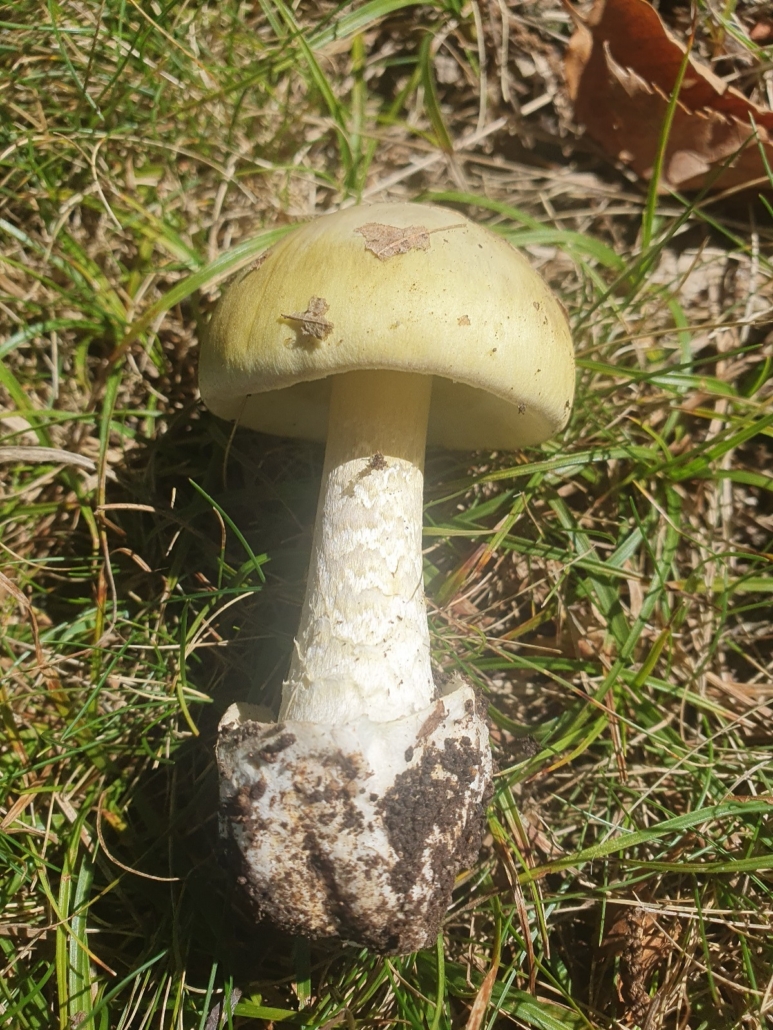 Amanita phalloides Attenti al Chiodino (Armillaria mellea s.l.) Fungo molto comune in questo periodo che cresce alla base di alberi o nei pressi degli stessi, ha un cappellino giallo miele con squamette e un anellino sul gambo. Le lamelle sotto il cappello sono bianche e con la vecchiaia si macchiano di ocra brunastro.É un fungo largamente consumato ma bisogna prestare attenzione al consumo: si mangiano solo i cappellini (non il gambo) di esemplari giovani e sani. Gli stessi si fanno prebollire, si elimina l’acqua di cottura e si cuociono a lungo prima del consumo. Tutti questi trattamenti sono necessari per eliminare e inattivare le tossine (emolisine) che il fungo naturalmente contiene. Il mancato o incompleto trattamento di prestazione e cottura può comportare problematiche gastrointestinali anche severe! Foto di @Giulia Malfatto